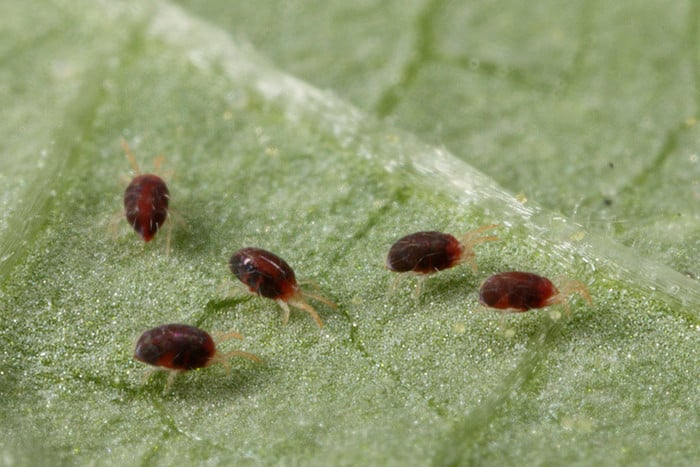 eggplant pests