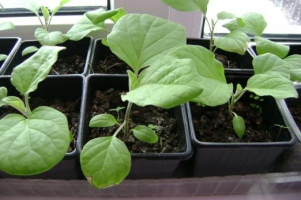 eggplant seedlings