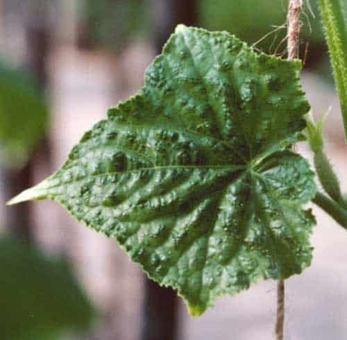 feuilles de concombre