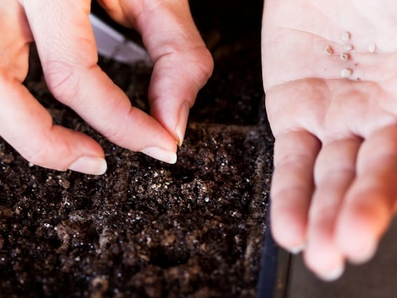 plantando semillas