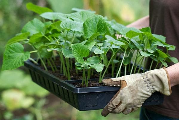 l'aubergine en croissance