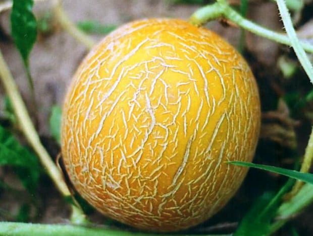 melon Wintering