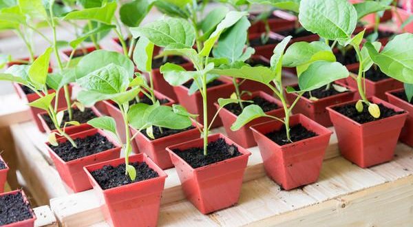 eggplant sprouts