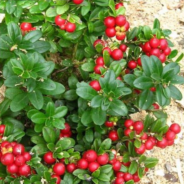 arándano rojo en una rama