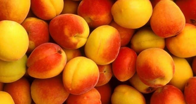 large apricots