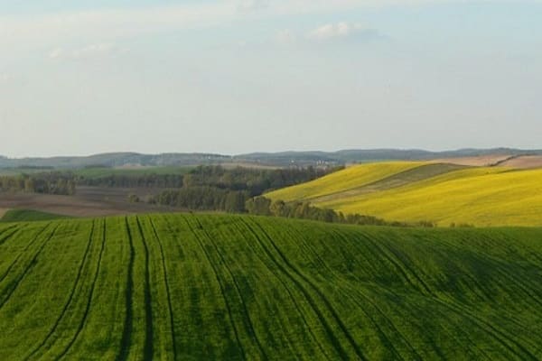 graines de tournesol