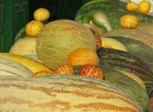 Description des variétés de melons avec des noms, quelles sont les variétés