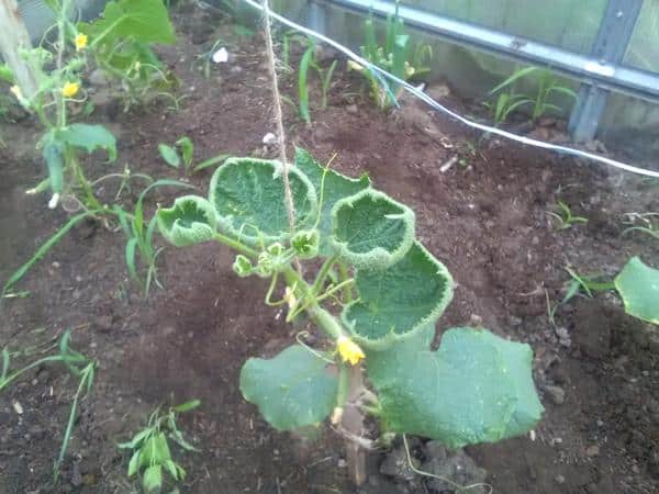 cucumber leaves