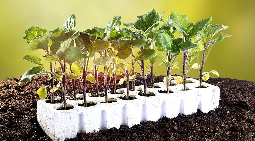 eggplant seedlings