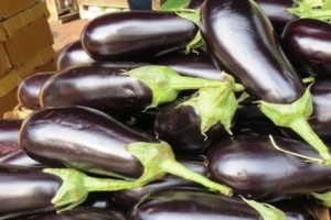 Description of the Almaz eggplant variety, features of cultivation and care