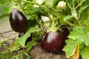 Description of the variety of eggplant Black handsome, features of cultivation and care