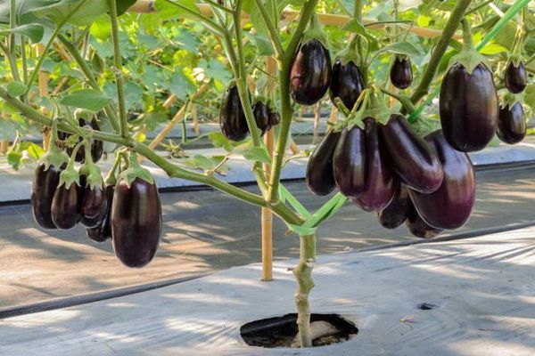 récolte d'aubergines