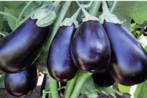 Description de la variété d'aubergine Clorinda, ses caractéristiques et son rendement