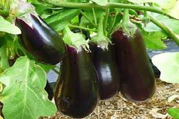 culture d'aubergines