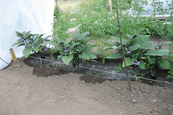 l'aubergine est cultivée