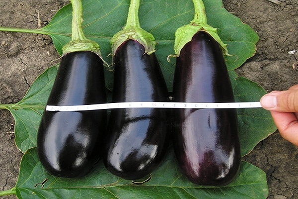 autour de l'aubergine