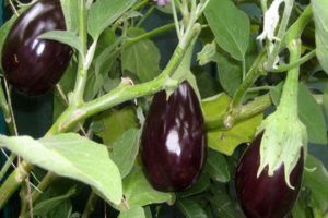 Description de la variété d'aubergine Robin Hood, ses caractéristiques et son rendement