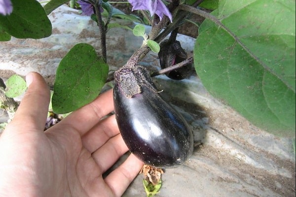 graines d'aubergine