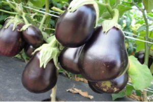 Description de la variété aubergine Casse-Noisette, ses caractéristiques et son rendement