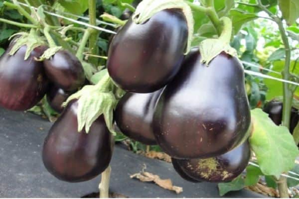 variétés d'aubergines