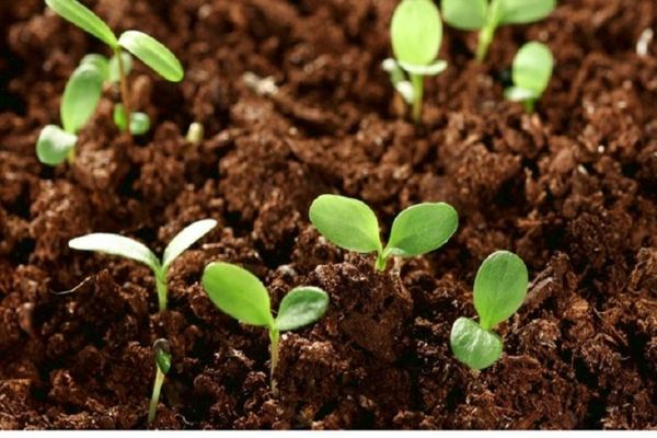 seedlings in soil