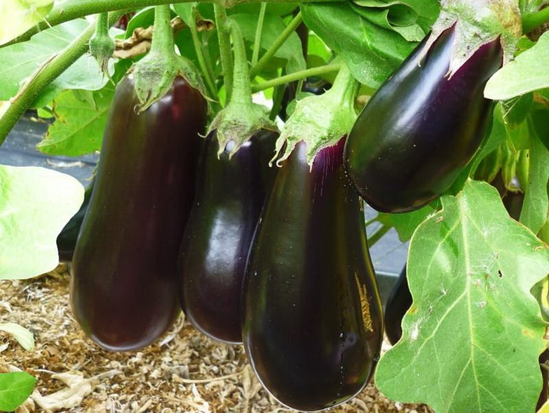 Aubergine Universelle 6