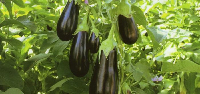 Eggplant Universal 6