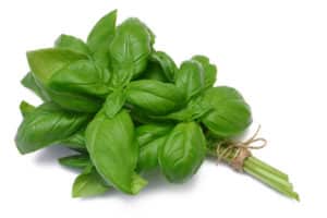 TOP 10 recipes on how to properly prepare basil for the winter at home