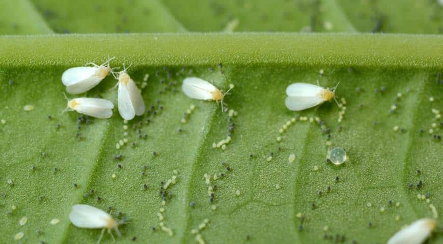 Mouche blanche sur l'aubergine