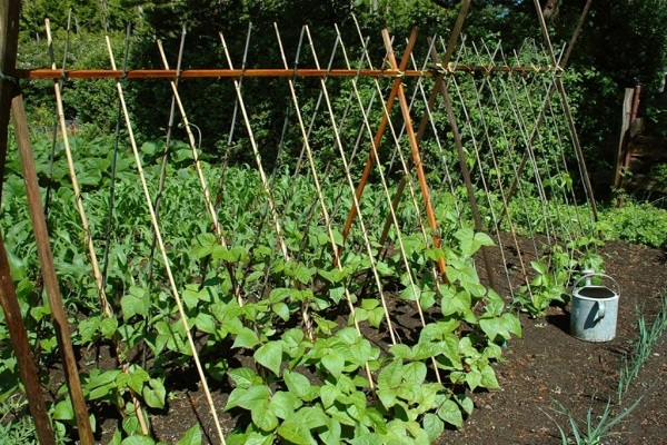 spreading bushes