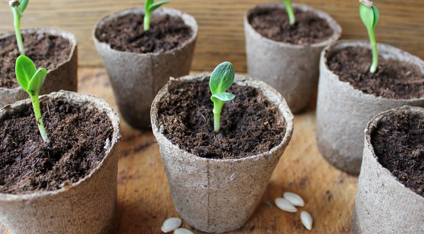 seedlings of cucumbers