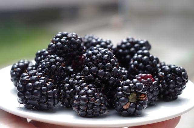 fresh blackberries