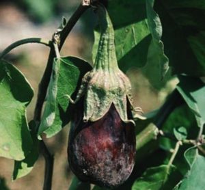 Description et traitement des maladies des aubergines, de leurs ravageurs et méthodes pour y faire face