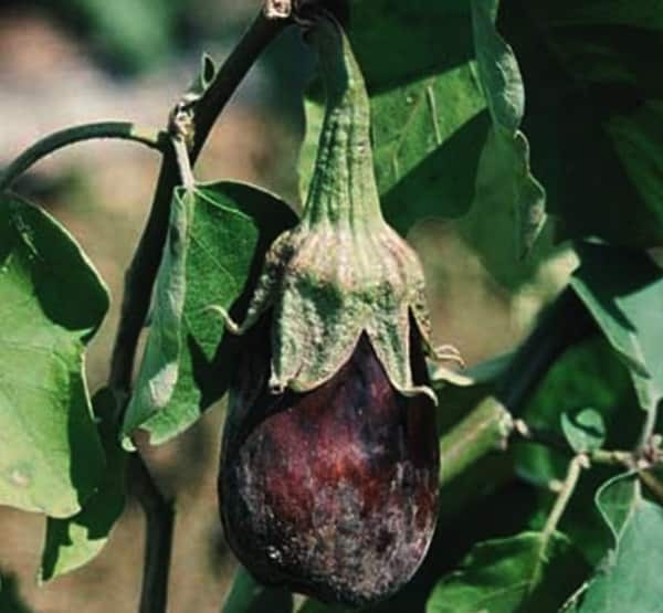 Late blight on eggplant