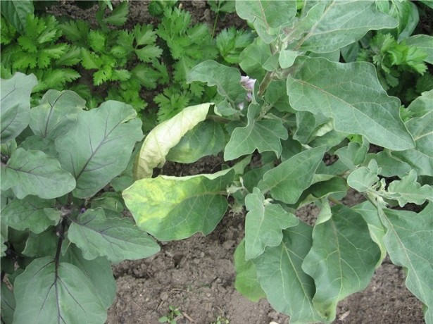 eggplant diseases