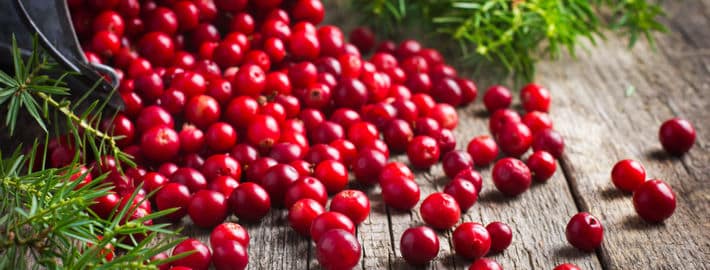 fresh lingonberry