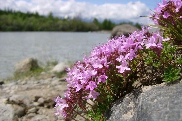 pentes de montagne