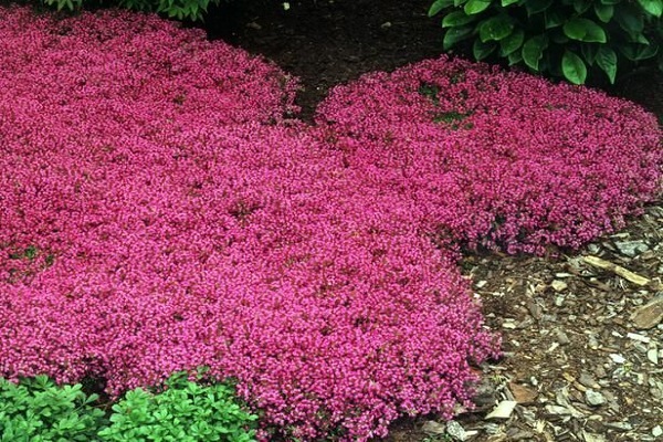 Alfombra roja