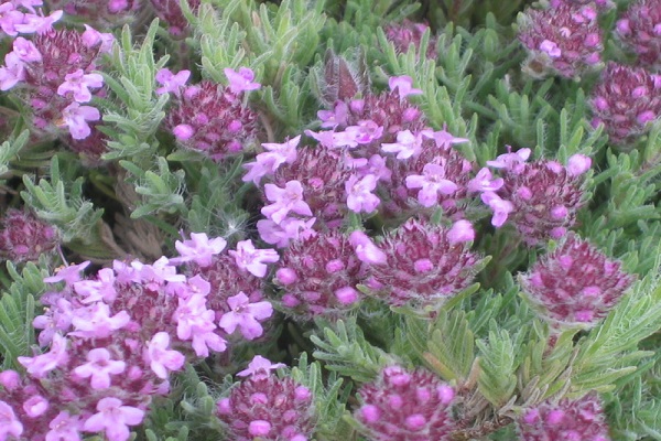 gray flowers