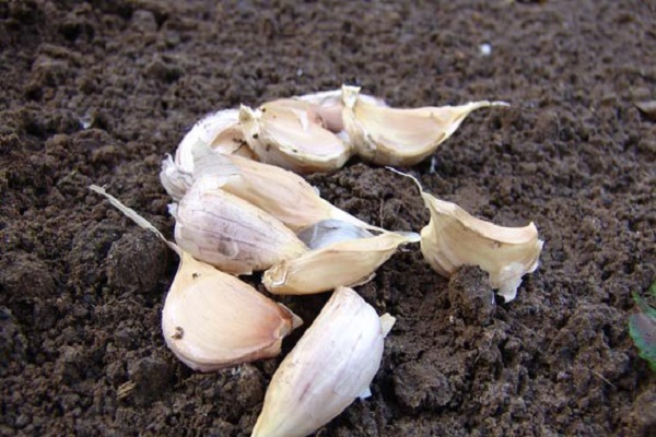 garlic seedlings