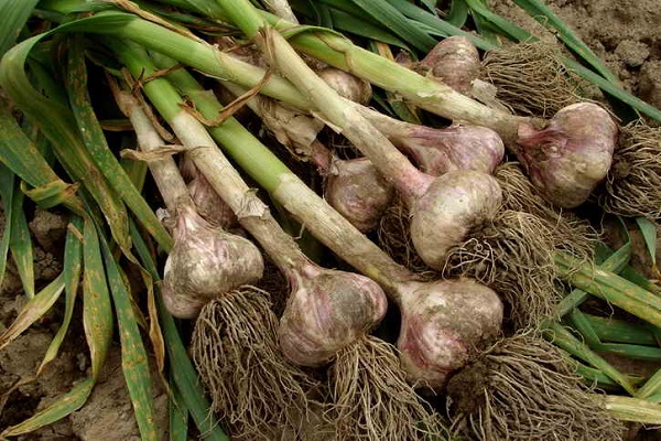 stockage des récoltes