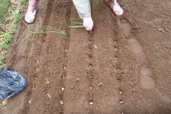 having prepared the soil mixture