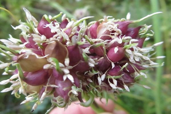 banyak tukang kebun