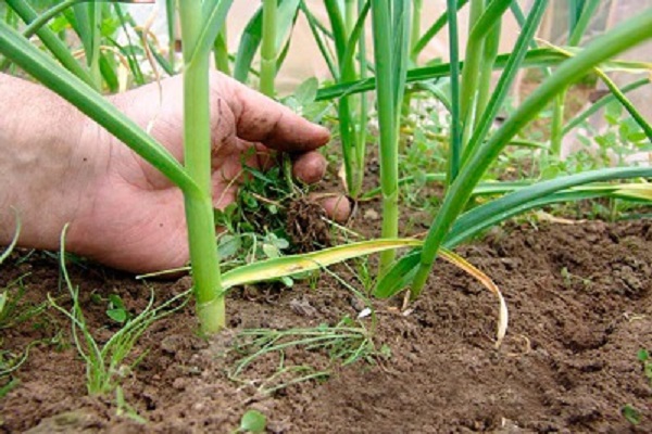 no plantado en primavera