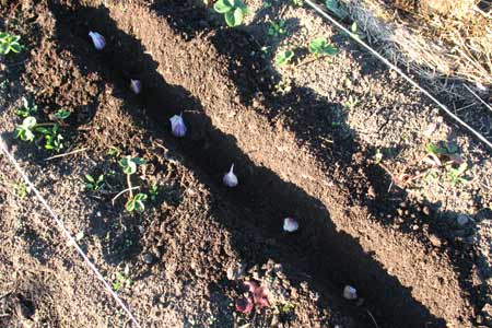 planting garlic