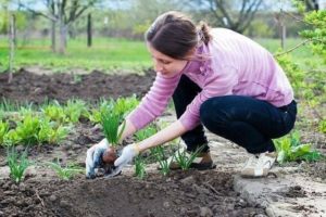 Que peut-on planter après l'ail l'année prochaine dans le jardin