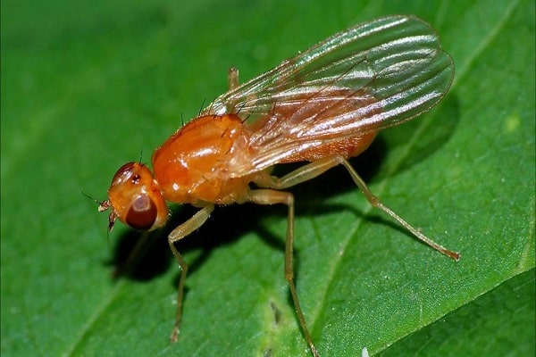 mosca de la zanahoria