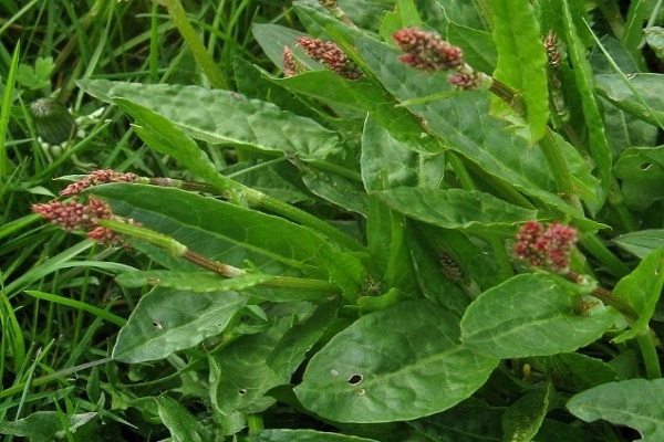 cultivos hortícolas