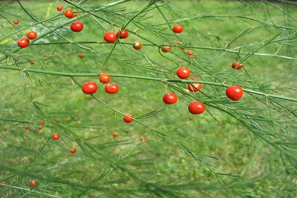 talla pequeña