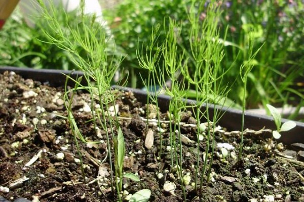 germination lente